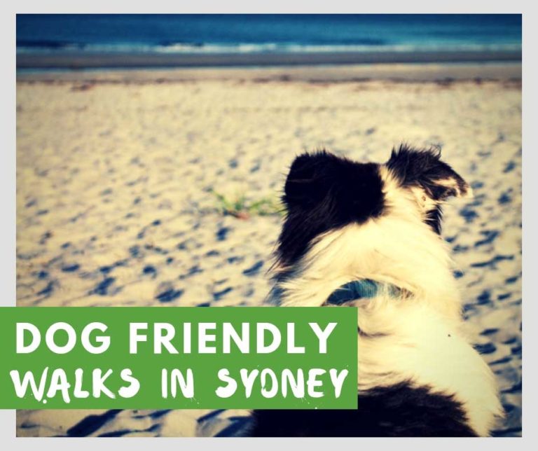 Dog Friendly Walks Sydney - Sydney Coast Walks